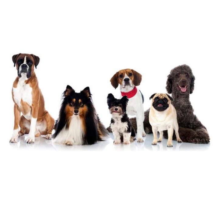 TOYMANY 10PCS Dog Figurines Playset, Realistic Detailed Plastic Puppy Figures, Hand Painted Emulational Dogs Animals Toy Set, Cake Toppers Christmas Birthday Gift for Kids Toddlers - Image 4