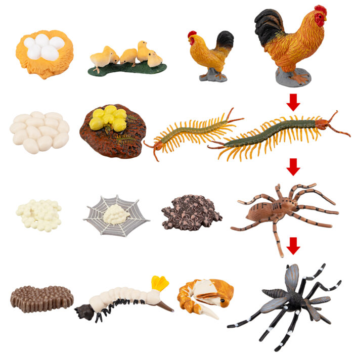 TOYMANY 16PCS Farm Animals Figurines Life Cycle of Chicken Rooster Centipede Spider Mosquito, Plastic Food Chain Animal Figures Toy Kit Educational School Project for Kids Toddlers - Image 3