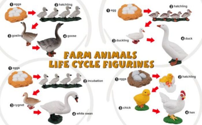 16PCS Farm Animals Figurines Life Cycle of Chicken Hen Duck Goose White Swan, Plastic Safariology Growth Cycle Eggs Figures - Image 11