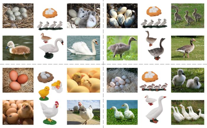 16PCS Farm Animals Figurines Life Cycle of Chicken Hen Duck Goose White Swan, Plastic Safariology Growth Cycle Eggs Figures - Image 14