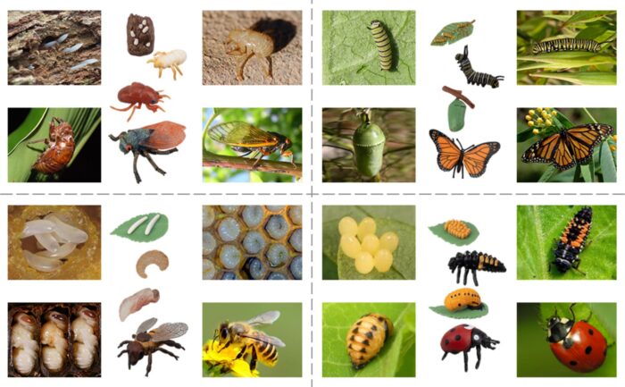 16PCS Insect Figurines Life Cycle of Monarch Butterfly,Honey Bee,Cicada,Ladybug, Plastic Caterpillars to Butterflies Bug Figures - Image 13