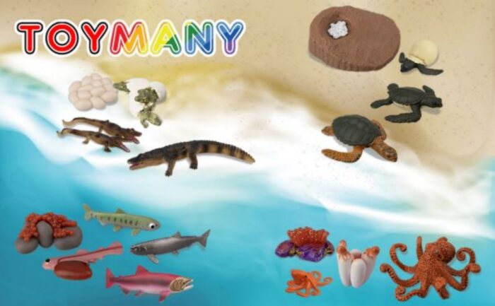 17PCS Sea Animal Life Cycle Figurines of Green Sea Turtle Crocodile Octopus Salmon Fish, Plastic Marine Figures Toy Kit - Image 9