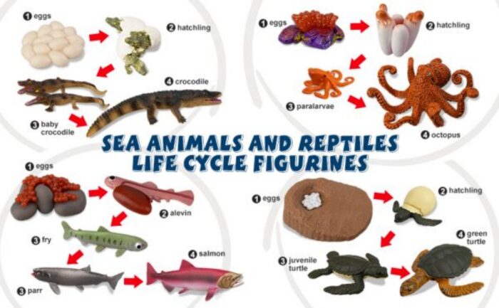 17PCS Sea Animal Life Cycle Figurines of Green Sea Turtle Crocodile Octopus Salmon Fish, Plastic Marine Figures Toy Kit - Image 10