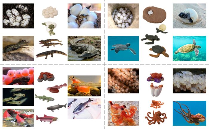 17PCS Sea Animal Life Cycle Figurines of Green Sea Turtle Crocodile Octopus Salmon Fish, Plastic Marine Figures Toy Kit - Image 12