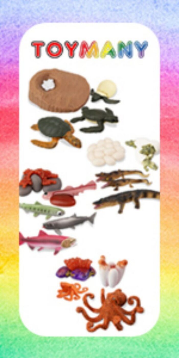 17PCS Sea Animal Life Cycle Figurines of Green Sea Turtle Crocodile Octopus Salmon Fish, Plastic Marine Figures Toy Kit - Image 13