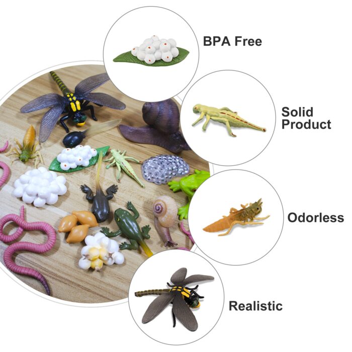 17PCS Life Cycle of Frog Snail Earthworm Dragonfly, Egg Tadpole to Frog Safariology Amphibian Figurines Toy Kit - Image 4