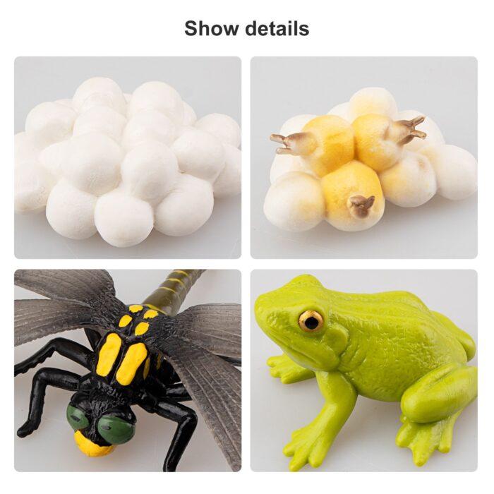 17PCS Life Cycle of Frog Snail Earthworm Dragonfly, Egg Tadpole to Frog Safariology Amphibian Figurines Toy Kit - Image 5