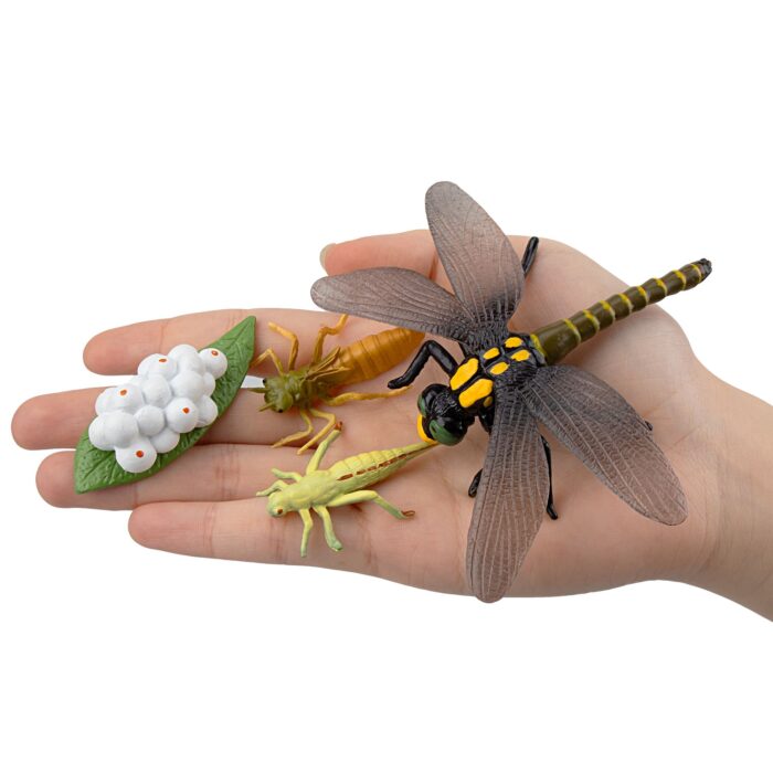 17PCS Life Cycle of Frog Snail Earthworm Dragonfly, Egg Tadpole to Frog Safariology Amphibian Figurines Toy Kit - Image 6