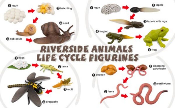 17PCS Life Cycle of Frog Snail Earthworm Dragonfly, Egg Tadpole to Frog Safariology Amphibian Figurines Toy Kit - Image 10