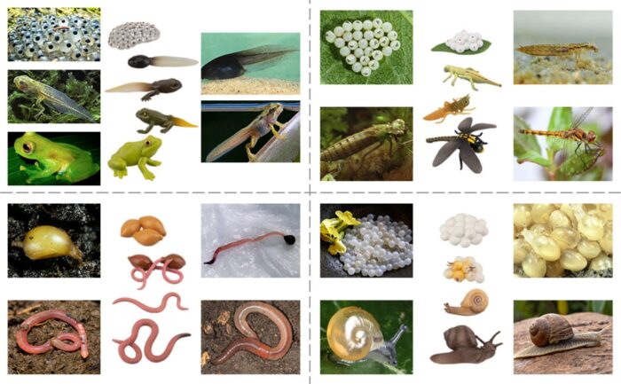 17PCS Life Cycle of Frog Snail Earthworm Dragonfly, Egg Tadpole to Frog Safariology Amphibian Figurines Toy Kit - Image 12